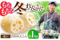 【2025年11月以降発送】土壌からこだわった白石町産洗いれんこん約1kg【野中農園】佐賀県産 農家直送 直送 白石れんこん レンコン 蓮根 根菜 野菜 白石町産 高品質 九州 佐賀県 白石町 [IDC004]