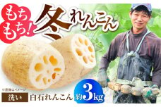 【2025年11月以降発送】土壌からこだわった白石町産洗いれんこん約3kg【野中農園】佐賀県産 農家直送 直送 白石れんこん レンコン 蓮根 根菜 野菜 白石町産 高品質 九州 佐賀県 白石町 [IDC006]
