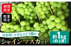【期間限定・数量限定！】小さなぶどう園のこだわりシャインマスカット 約1kg（約2房）【かわさき葡萄園】 [IBF001]