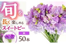 【R7年度12月以降発送】 【生産農家直送！】スイートピー 花束 50本（紫）【木下農園】 [IBW008]