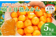 N-22 果樹園みかんの木の樹上甘熟みかん 5kg みかん ミカン 蜜柑 温州みかん 完熟みかん 甘熟 国産 佐賀県産 太良町 こだわり 贈答品 産地直送 詰め合わせ