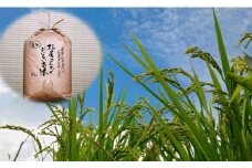 O-42 松尾さんちのおいしいお米（夢しずく）１０ｋｇ　米 お米 白米 ご飯 新米 玄米 国産 佐賀県産 太良町 こだわり 無農薬 低農薬 有機肥料 産地直送