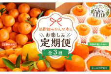 【先行予約】「果樹園みかんの木」のお楽しみ３回定期便コース　みかん ミカン 蜜柑 温州みかん 完熟みかん 柑橘 不知火 しらぬひ でこぽん デコポン 贈答品 定期便 詰め合わせ 佐賀県 太良町 Q45