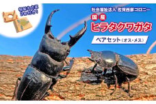 国産ヒラタクワガタ　ペア　特製えさ皿2個付き