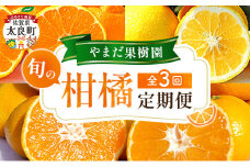 やまだ果樹園の柑橘定期便　みかん ミカン 蜜柑 たらみかん 太良みかん 柑橘 国産 フルーツ 果物 くだもの 果実 ビタミン豊富 爽やか 甘い 濃厚 贈答品 贈り物 定期便 定期 佐賀県 太良町 Q63
