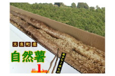 OC-2 太良町産 自然薯［1本もの］約1kg（1～2本）