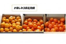 Ｑ-40 早津みかん園　旬のみかんのお楽しみ３回定期便（11月～2月）