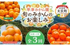 Ｑ-40 早津みかん園　旬のみかんのお楽しみ３回定期便（11月～2月）