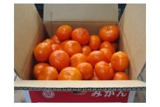 L-106　早津みかん園　山下紅みかん３kg みかん ミカン 蜜柑 たらみかん 太良みかん 温州みかん 紅みかん 完熟みかん 甘熟 柑橘 国産 佐賀県産 太良町 こだわり 有機栽培 産地直送 贈答品 詰め合わせ 極甘