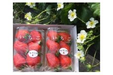 L-15  太良町産「かおりの」大粒2P　生産者直送！朝採り苺！