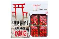 N-252 太良町産「かおりの」約250g×4P　生産者直送！朝採り苺！