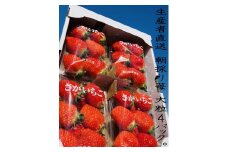 N-88 太良町産「かおりの」大粒4P　生産者直送！朝採り苺！ 太良町 かおりの 国産 佐賀県産 太良町産 いちご 苺 イチゴ 甘い 4パック 朝採り 大粒 果肉がジューシー 糖度高め  葉隠工房 レトロカフェ