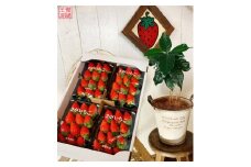 NB-5 太良町産「かおりの」ソフトパック4P 生産者直送！朝採り苺！ 太良町 かおりの 国産 佐賀県産 太良町産 いちご 苺 イチゴ 甘い 約270g × 4パック 朝採り 果肉がジューシー 糖度高め  葉隠工房 レトロカフェ