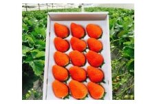 M-42  太良町産「かおりの」化粧箱１箱　生産者直送！朝採り苺！ 太良町 かおりの 国産 佐賀県産 太良町産 いちご 苺 イチゴ 1箱 約450g 朝採り 化粧箱入り  果肉がジューシー 糖度高め  葉隠工房 レトロカフェ 