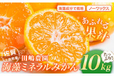 N-40 海藻ミネラルみかん 10kg　みかん ミカン 蜜柑 温州みかん 完熟みかん 甘熟 柑橘 日南 大浦 原口 石地 青島 有機栽培 国産 こだわり ノーワックス 贈答品 産地直送 詰め合わせ 佐賀県産 太良町