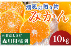 潮風の贈り物 みかん 10kg みかん ミカン 蜜柑 たらみかん 太良みかん 温州みかん 完熟みかん 甘熟 柑橘 有機栽培 国産 佐賀県産 太良町 こだわり 贈答品 産地直送 詰め合わせ 極甘 N38