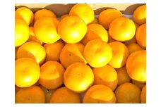 まちなが家族農園の完熟みかん 3.5kg みかん ミカン 蜜柑 たらみかん 太良みかん 温州みかん 完熟みかん 甘熟 柑橘 国産 佐賀県産 太良町 こだわり 有機栽培 産地直送 贈答品 詰め合わせ 極甘 M118