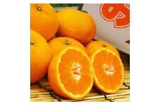 L-69 山本農園のはれひめ ３kg 希少 はれひめ ミカン 蜜柑 みかん オレンジ おれんじ フルーツ くだもの 果物 太良町 国産 贈答 贈答用 贈答品