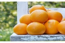 【令和8年2月中旬頃～発送】L-27 早津みかん園のスイートスプリング　３kg