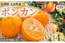 田島柑橘園&加工所のポンカン4kg　みかん 柑橘 蜜柑 ぽんかん ポンカン 完熟 果物 くだもの 果実 かんきつ オレンジ フルーツ ジューシー 果肉 ビタミン 佐賀県 太良町 NB62