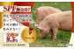 肉 豚 ぶた ブタ ロース 塊 ブロック 西海市 長崎 九州 定期便