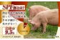 肉 豚 ぶた ブタ ロース バラ 豚バラ しゃぶしゃぶ 食べ比べ 西海市 長崎 九州 定期便