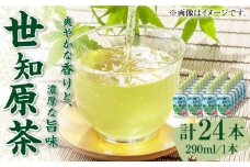 世知原茶 290ml×24本 長崎県/長崎県農協直販 [42ZZAA028] 缶 ドリンク 飲料 茶 お茶 おちゃ 飲み物 JA アルミボトル