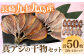 干物 アジ あじ 鯵 開き 桜干し 魚 魚介 海産物 小分け 大容量 おつまみ つまみ おかず 長崎 九州 真アジ
