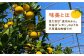 味美 果物 柑橘 みかん ミカン 蜜柑 レモン 和風レモン 檸檬 新種 ポン酢 原液 長崎 長崎県 佐世保 香り 鍋 天ぷら
