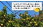 味美 果物 柑橘 みかん ミカン 蜜柑 レモン 和風レモン 檸檬 新種 ポン酢 原液 長崎 長崎県 佐世保 香り 鍋 天ぷら