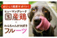 ソフトビッツ ドッグ フード いぬ 犬 イヌ おやつ ペット 乳酸菌 国産 果物 くだもの マンゴー シニア 幼犬