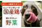 ソフトビッツ ドッグ フード いぬ 犬 イヌ おやつ ペット乳酸菌 国産 とまと トマト シニア 幼犬 老犬 