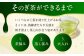 缶 ドリンク 飲料 茶 お茶 おちゃ 飲み物 長崎 長崎県産 定期便 緑茶 彼杵 そのぎ 彼杵茶