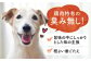 華味鳥 ドッグ フード いぬ 犬 イヌ おやつ ペット 乳酸菌 国産 鶏 鳥 肉 シニア 幼犬 老犬 小分け