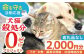 長崎  動物 犬 猫 いぬ ねこ イヌ ネコ 保護犬 保護猫 支援 応援  寄付のみ 2000円