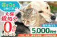 長崎  動物 犬 猫 いぬ ねこ イヌ ネコ 保護犬 保護猫 支援 応援  寄付のみ 5000円