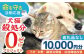 長崎  動物 犬 猫 いぬ ねこ イヌ ネコ 保護犬 保護猫 支援 応援  寄付のみ 10000円