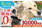 長崎  動物 犬 猫 いぬ ねこ イヌ ネコ 保護犬 保護猫 支援 応援  寄付のみ