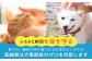 長崎  動物 犬 猫 いぬ ねこ イヌ ネコ 保護犬 保護猫 支援 応援  寄付のみ