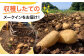じゃがいも ポテト 長崎 雲仙 うんぜん 料理 煮込み カレー シチュー おでん じゃがちゃん 馬鈴薯 ばれいしょ ジャガイモ 