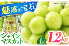 ＜2025年7月～8月発送＞糖度18度以上！長崎県産シャインマスカット 1.2kg 種無し 長崎県/長崎果匠 [42AABK011] ぶどう マスカット 種なし 高糖度 しゃいんますかっと フルーツ 甘い 季節限定 果実 しゃいんますかっと 産地直送 フルーツ 葡萄 新鮮
