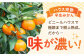 長崎県産 みかん かんきつ 柑橘 フルーツ 果物 旬 ミカン オレンジ 贈答 ギフト 贈り物 お取り寄せ プレゼント
