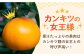 みかん ミカン 柑橘 せとか セトカ 果物 くだもの フルーツ 3kg 高級 長崎 贈答 ギフト 野中果樹園 せとか