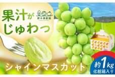 【先行予約】2025年8月～発送 シャインマスカット 約1kg (2～3房) 長崎県/野中果樹園 [42AAAP006] 果物 フルーツ ぶどう 葡萄 白ぶどう シャイン しゃいんますかっと 旬 長崎