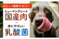 ドッグフード おやつ ペットフード 小型犬 中型犬 大型犬  トイプードル チワワ 柴犬 ミニチュアダックス ポメラニアン