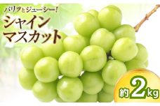 ＜8月発送＞長崎県産 シャインマスカット 約2kg(3房〜5房) 長崎県/長崎県農産品流通合同会社 [42AMAE017]
