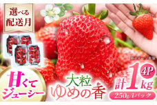 【2025年12月配送】長崎県産 いちご ゆめの香 【大粒】約1kg（250g×4パック）長崎県/わたる農園 [42AABB002] いちご イチゴ 苺 ゆめの香 大粒 果物 くだもの フルーツ お取り寄せ おすすめ 農家 産地 直送