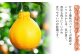 【3月上旬以降発送】不知火 約3kgセット 柑橘 かんきつ しらぬい