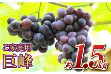 先行予約 巨峰 5パック 約1.5kg ご家庭用 ぶどう ブドウ フルーツ 果物 くだもの 【2025年7月下旬～8月下旬まで発送】