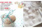 ハミング缶 雪玉 スノーボール 3缶セット クッキー 焼き菓子 洋菓子 お菓子